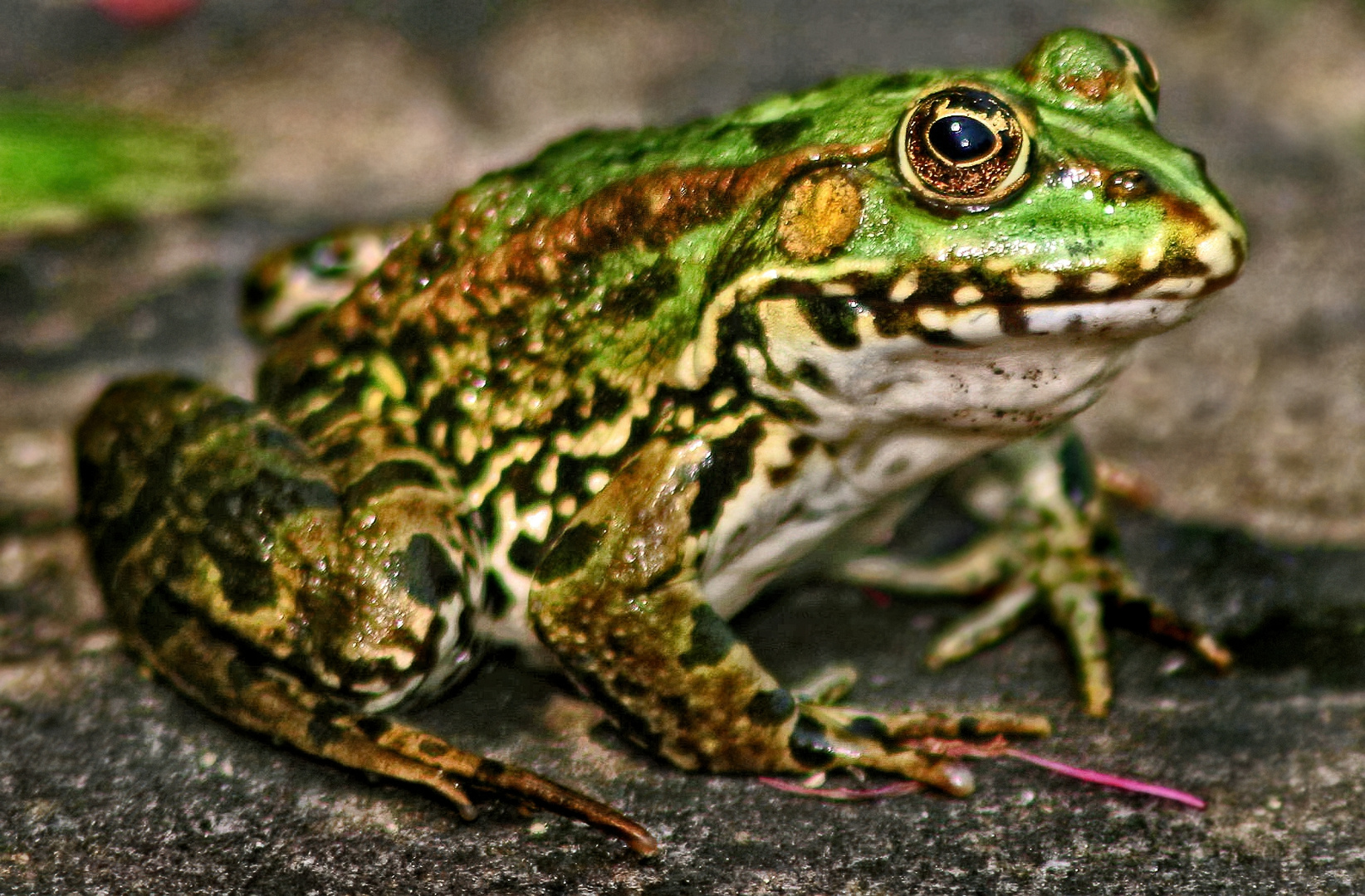 "nur ein stinknormaler Teichfrosch"