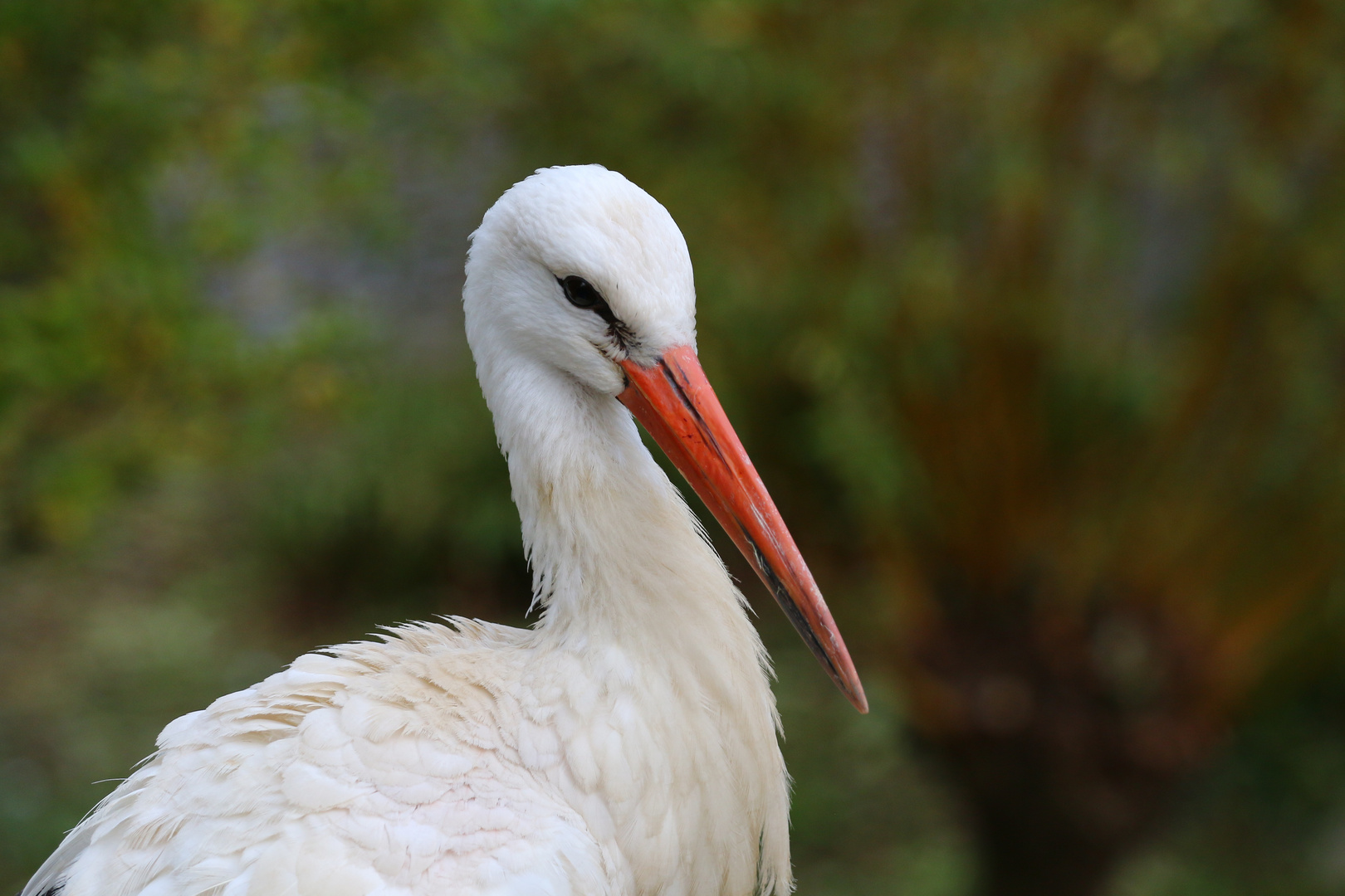 Nur ein Storch