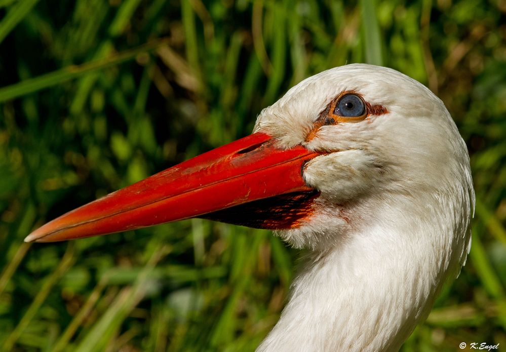 Nur ein Storch !!