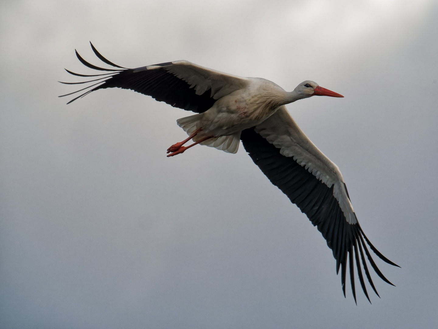 Nur ein Storch