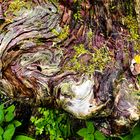 "nur" ein Stück Wurzelholz im Wald