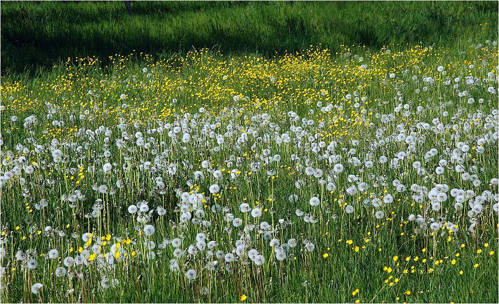 Nur ein Stückchen Wiese