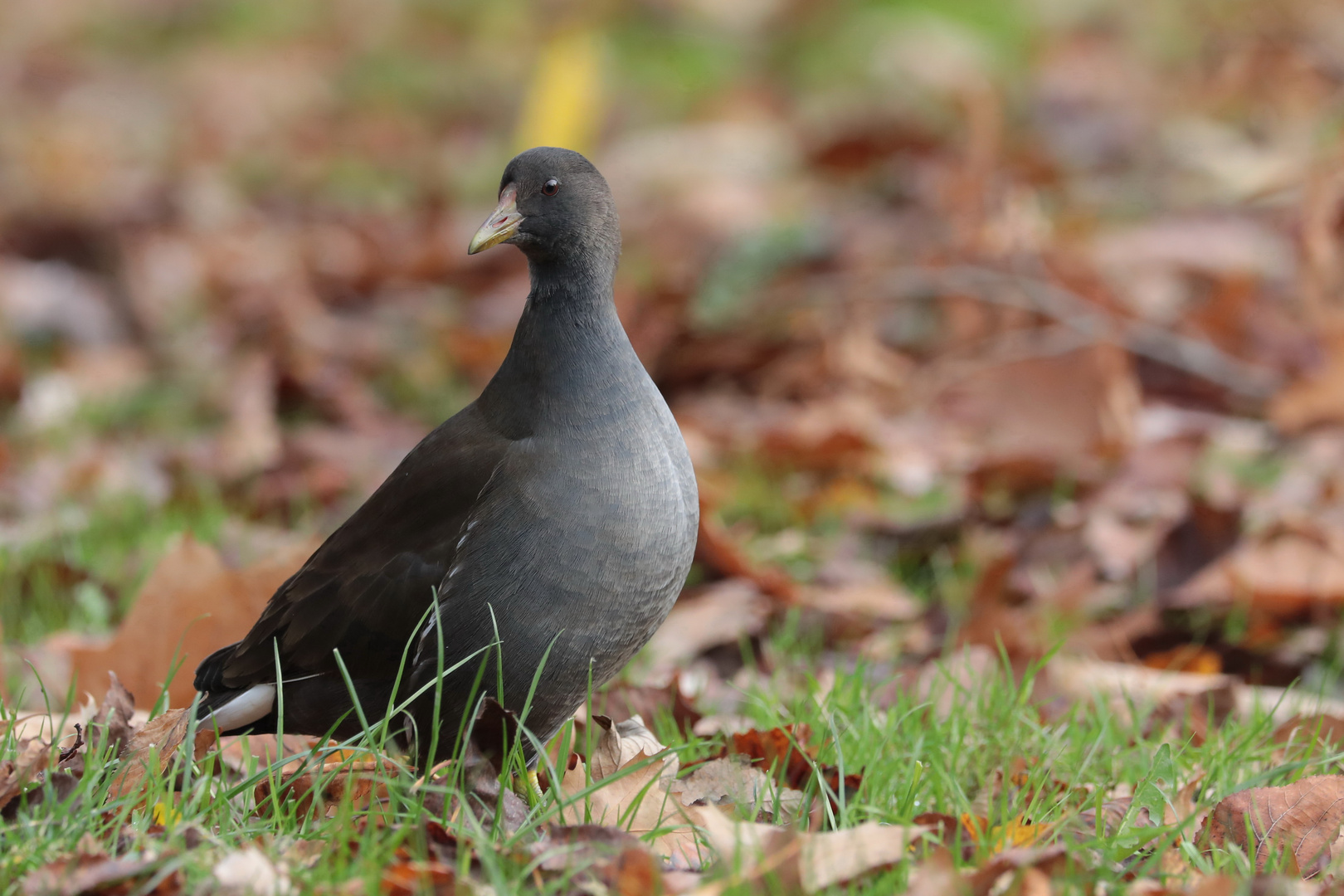 Nur ein Teichhuhn, 14.11.2016