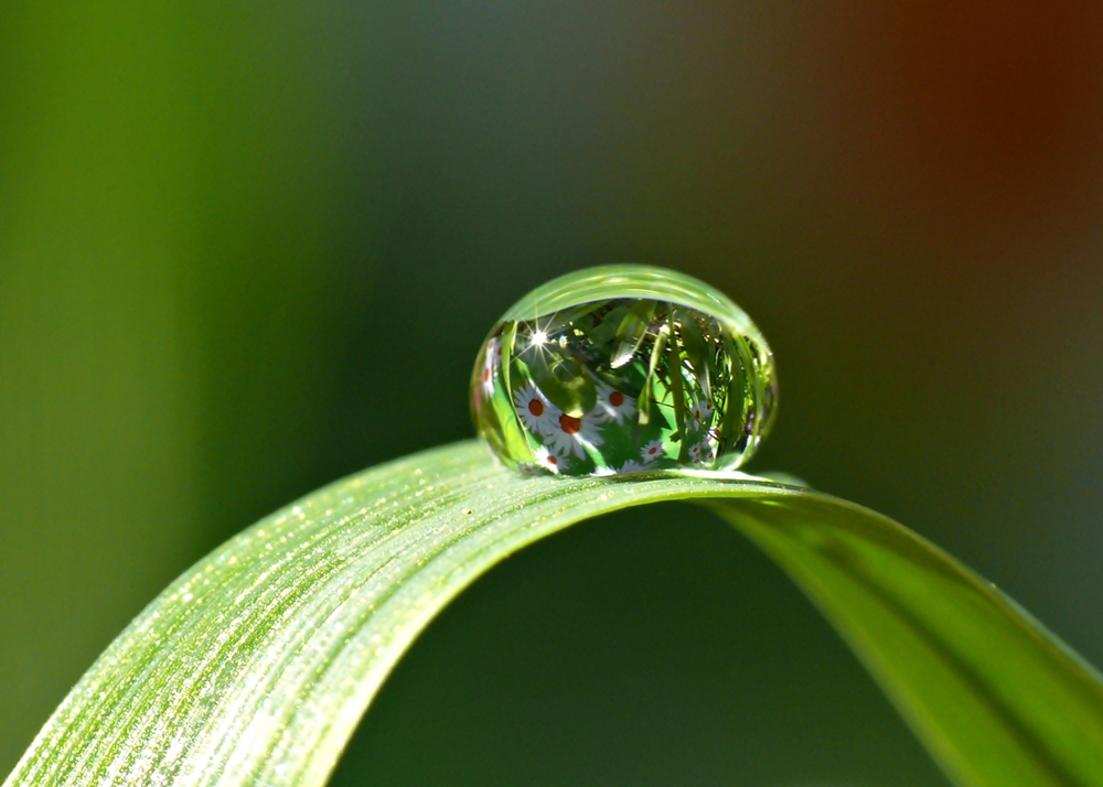 Nur ein Tropfen Foto & Bild grün, gras, natur Bilder auf
