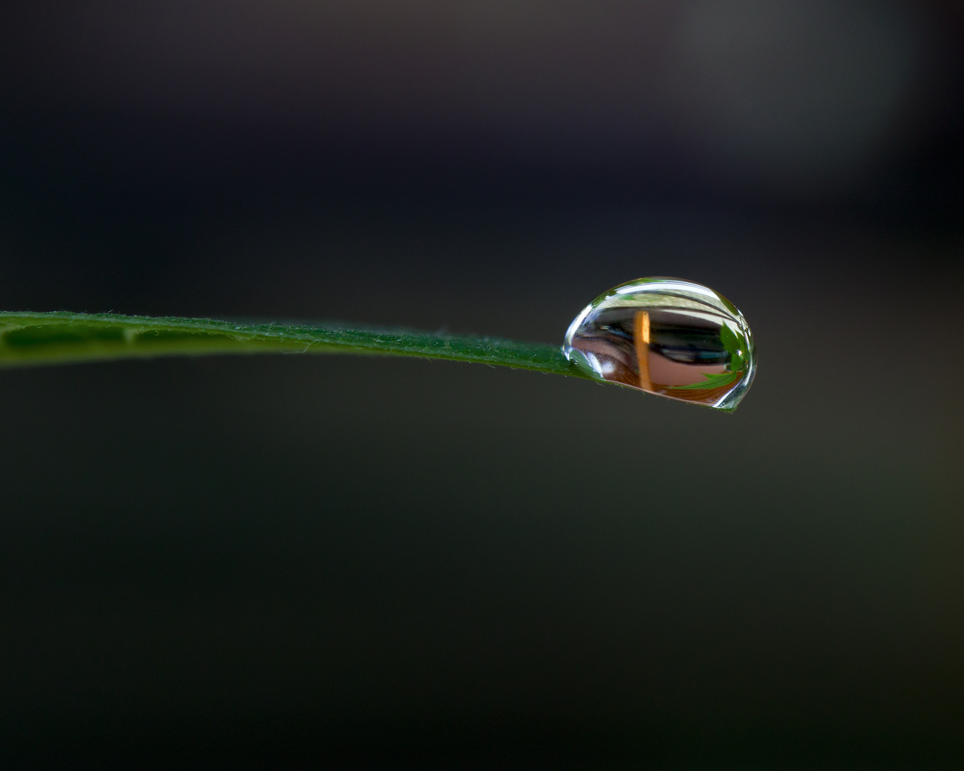 Nur ein Tropfen Wasser auf einem staubigem Blatt