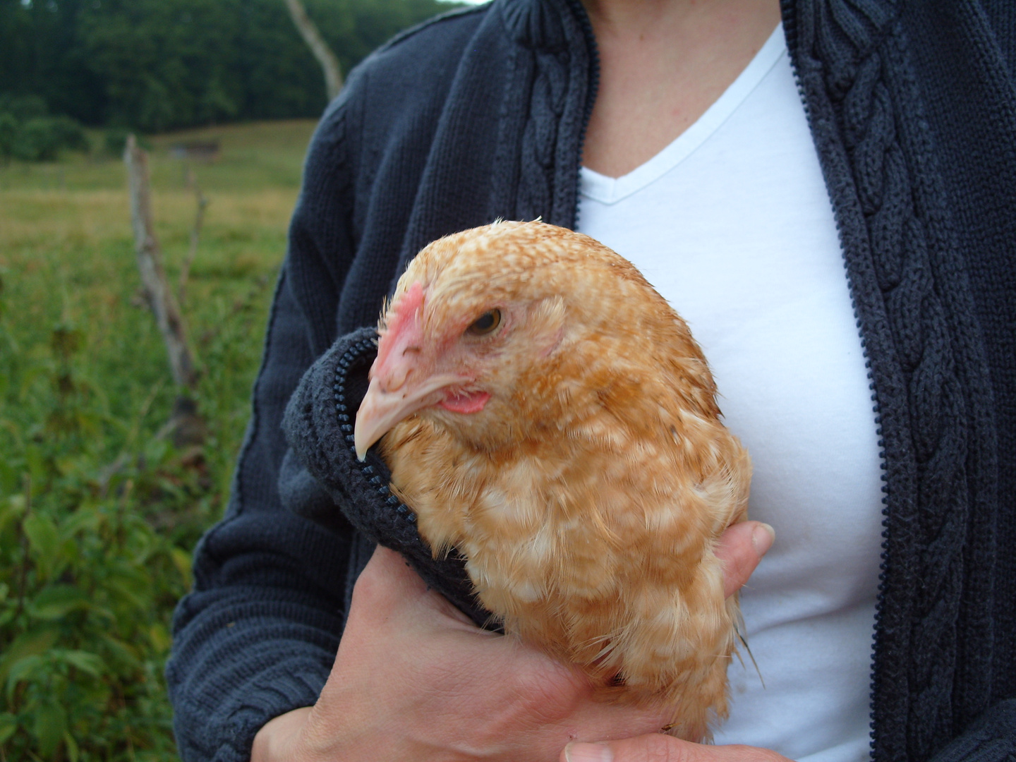 Nur EIN verrücktes Huhn?