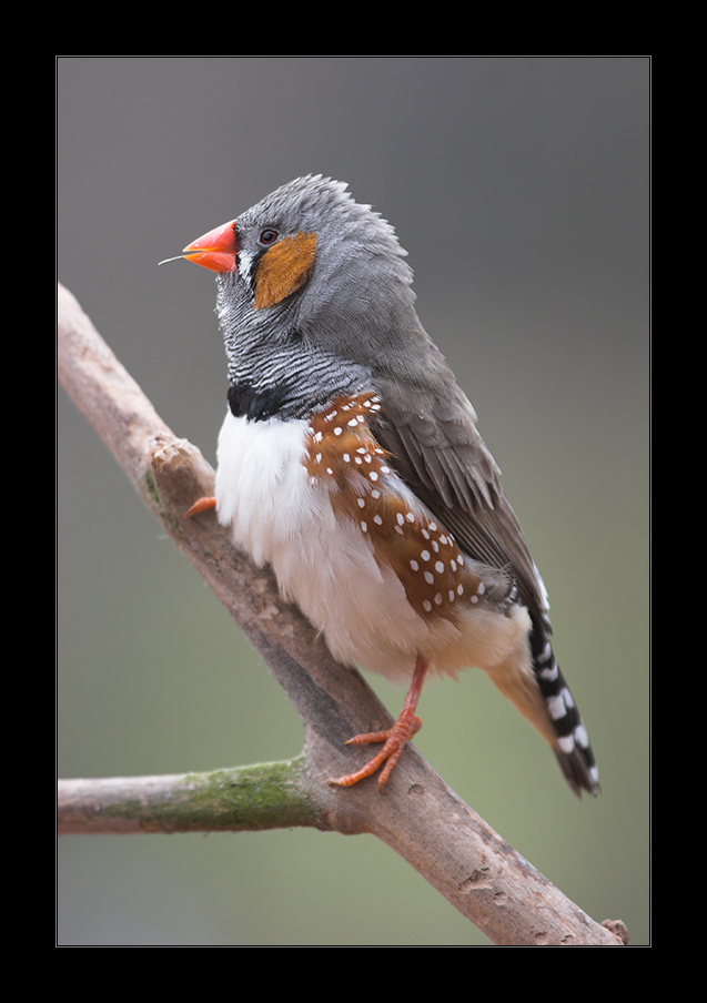 Nur ein Vogelportrait