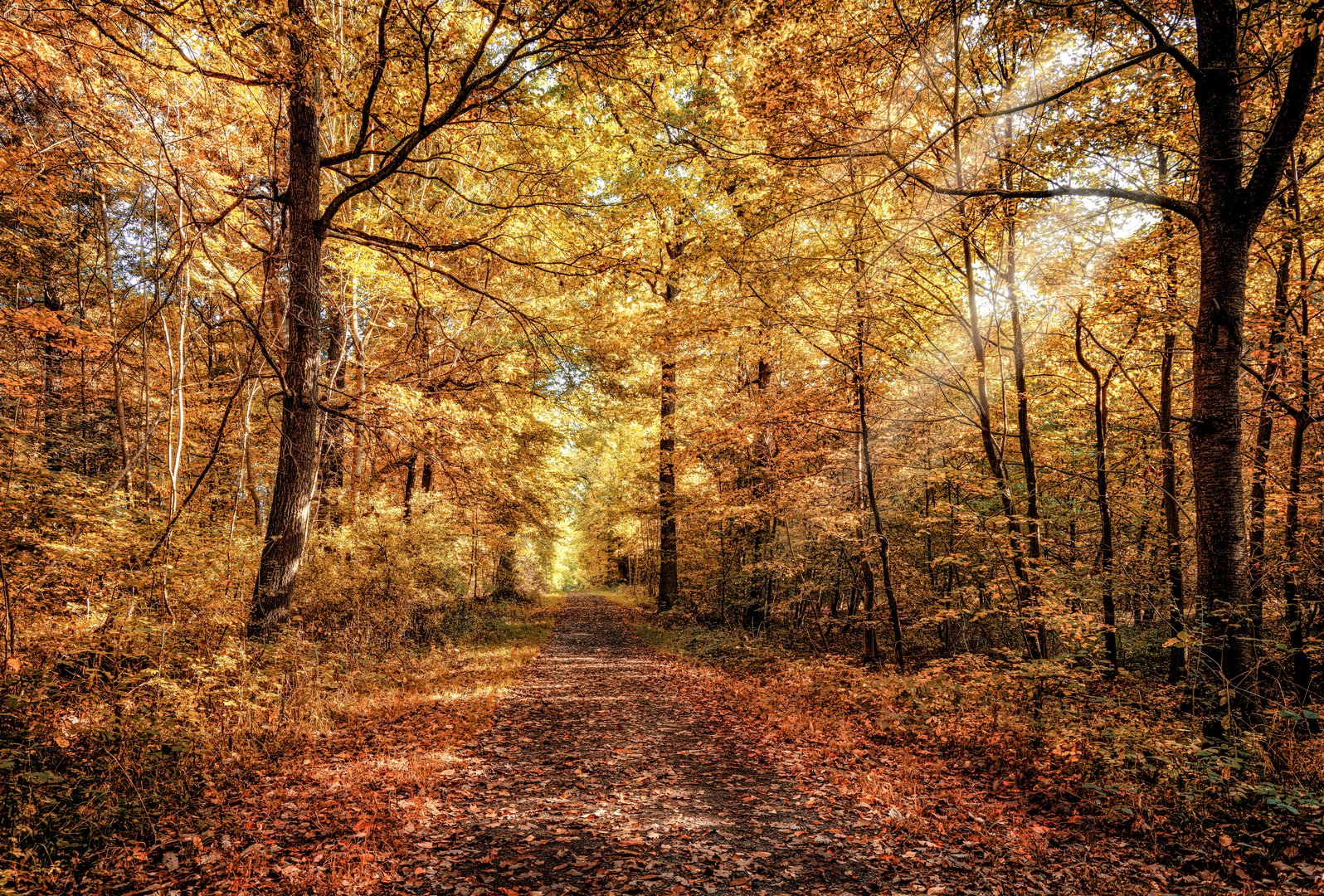 Nur ein Waldweg....