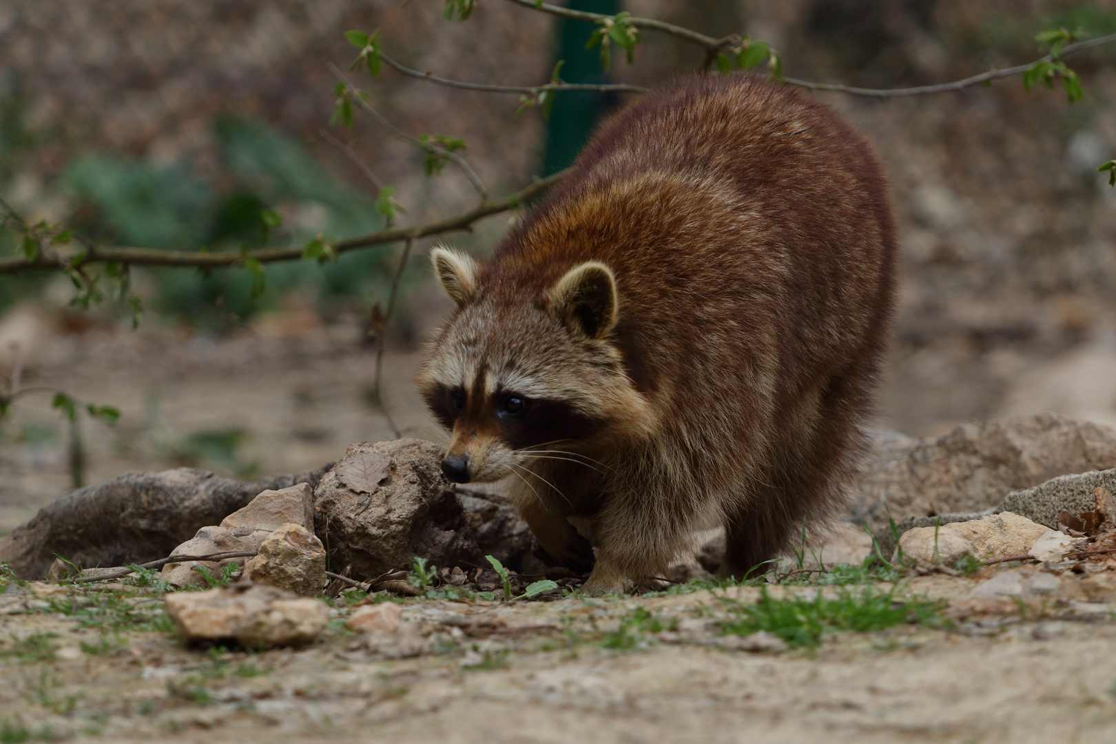 Nur ein Waschbär 