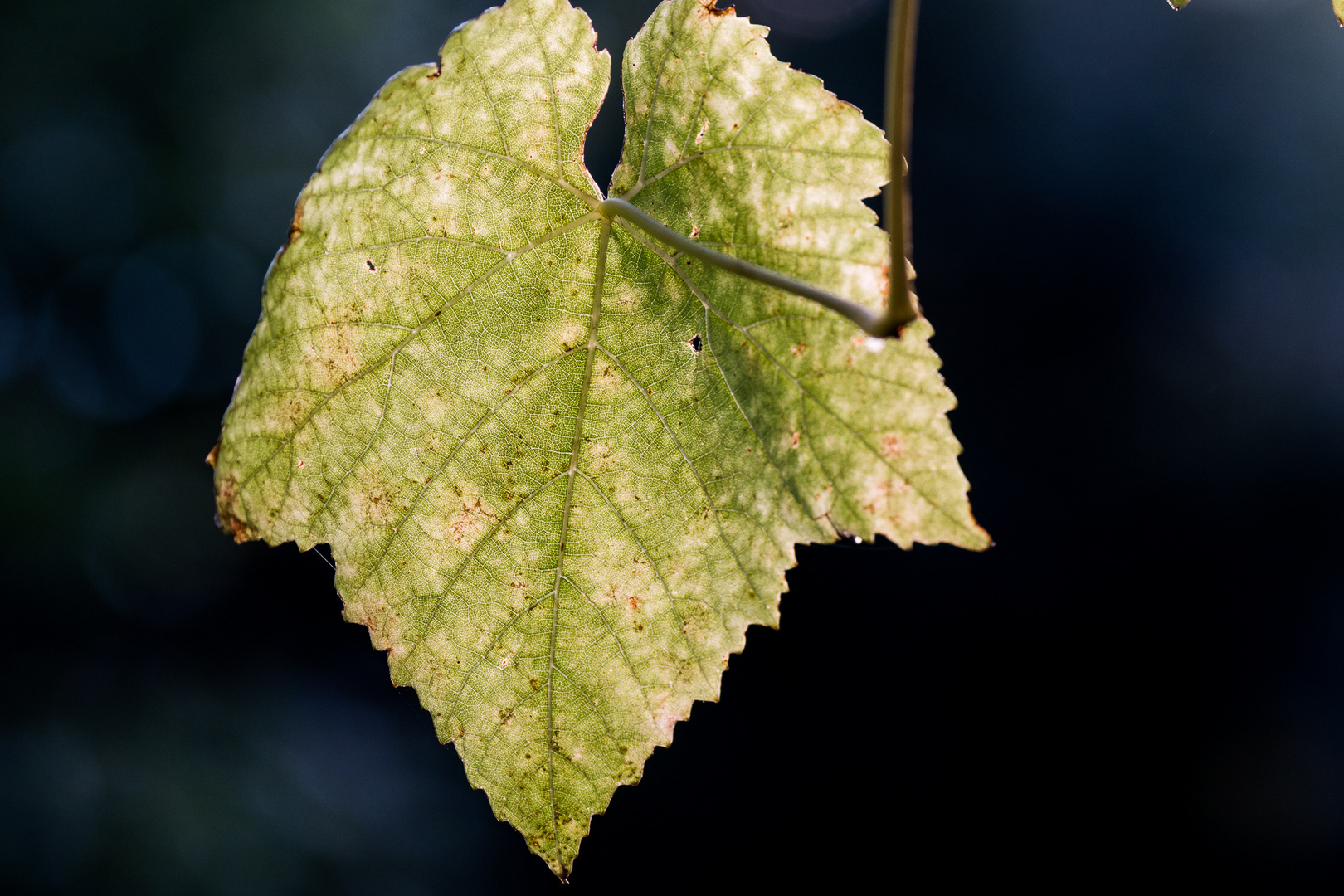 nur ein Weinblatt