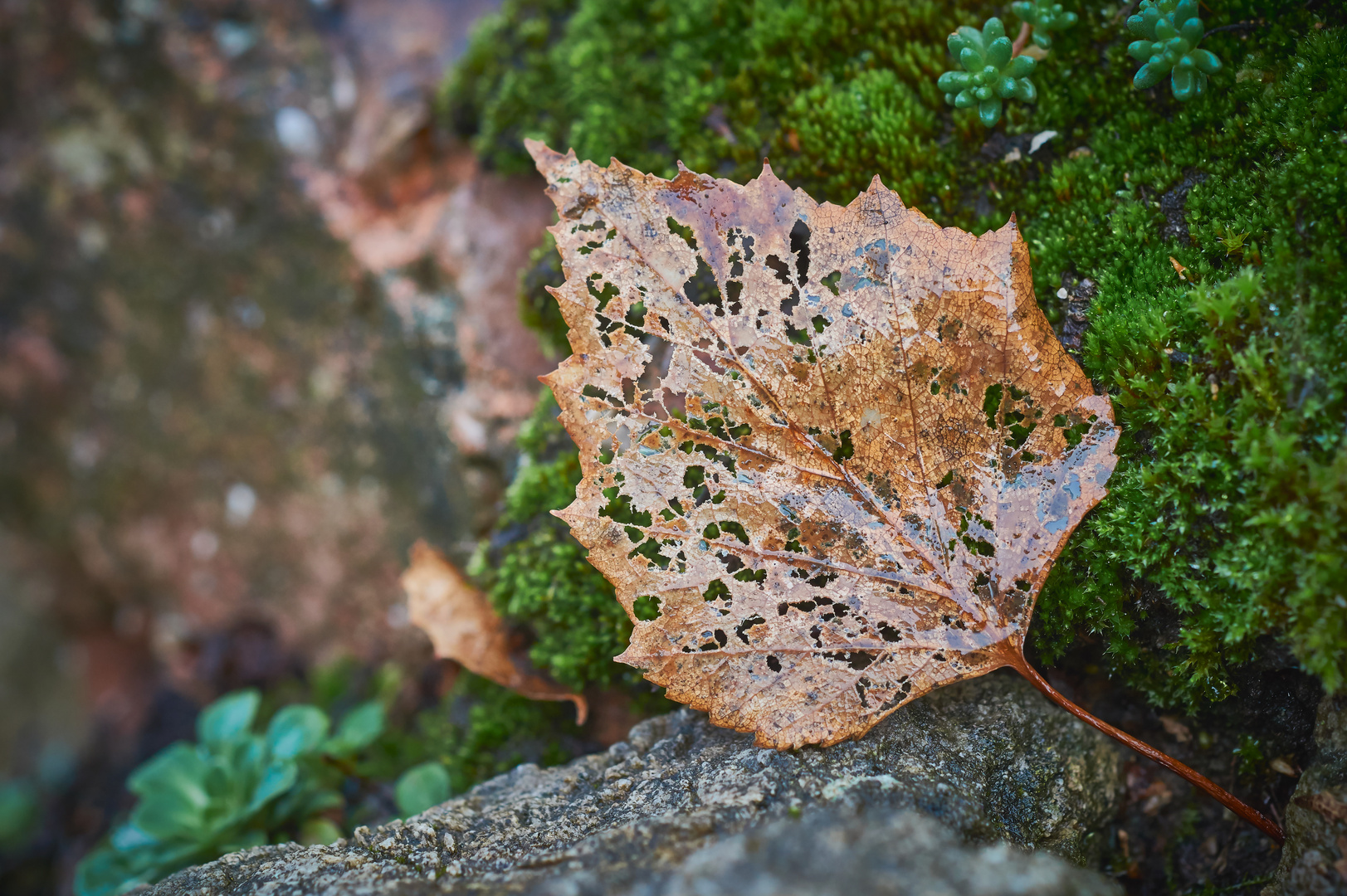 Nur ein welkes Blatt