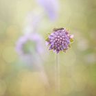 nur ein Wiesenblümchen