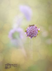 nur ein Wiesenblümchen