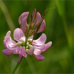 Nur ein Wiesenblümchen