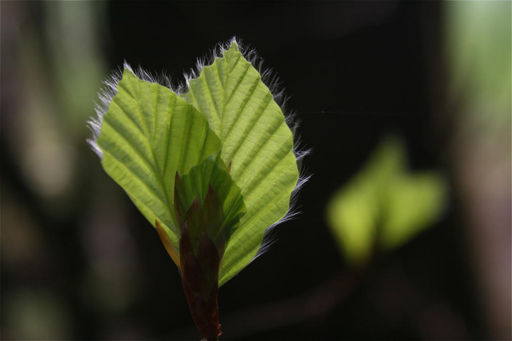 Nur ein Wimpernschlag der Natur