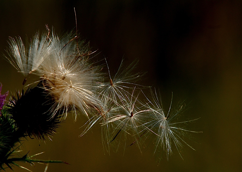 Nur ein Windhauch ...