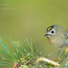 Nur ein Wintergoldhähnchen (Regulus regulus)