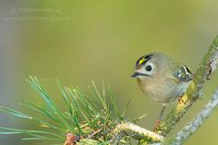 Nur ein Wintergoldhähnchen (Regulus regulus)