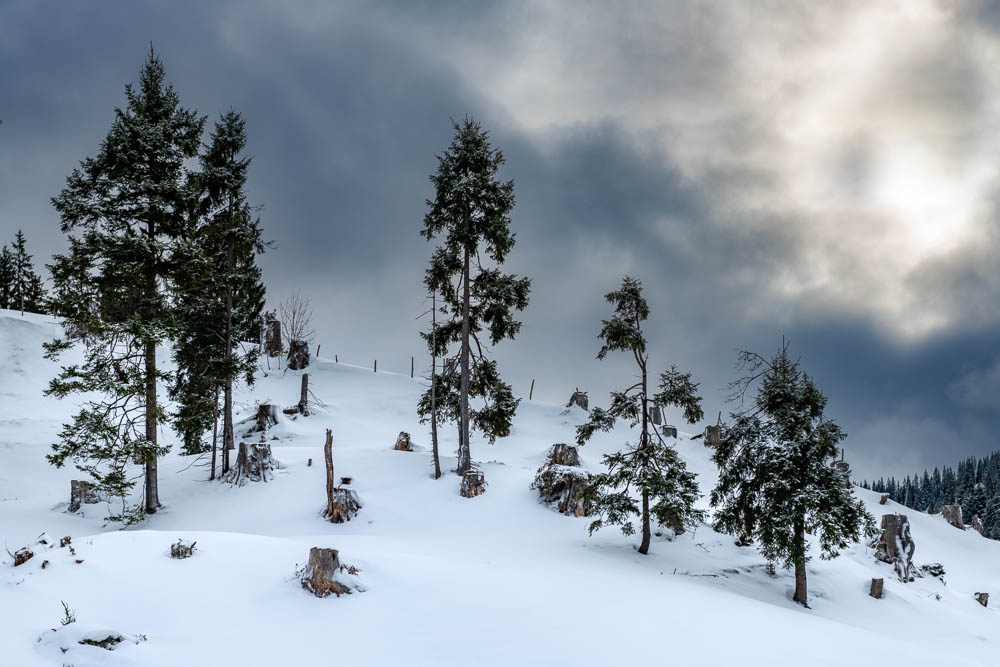 Nur ein Winterwald