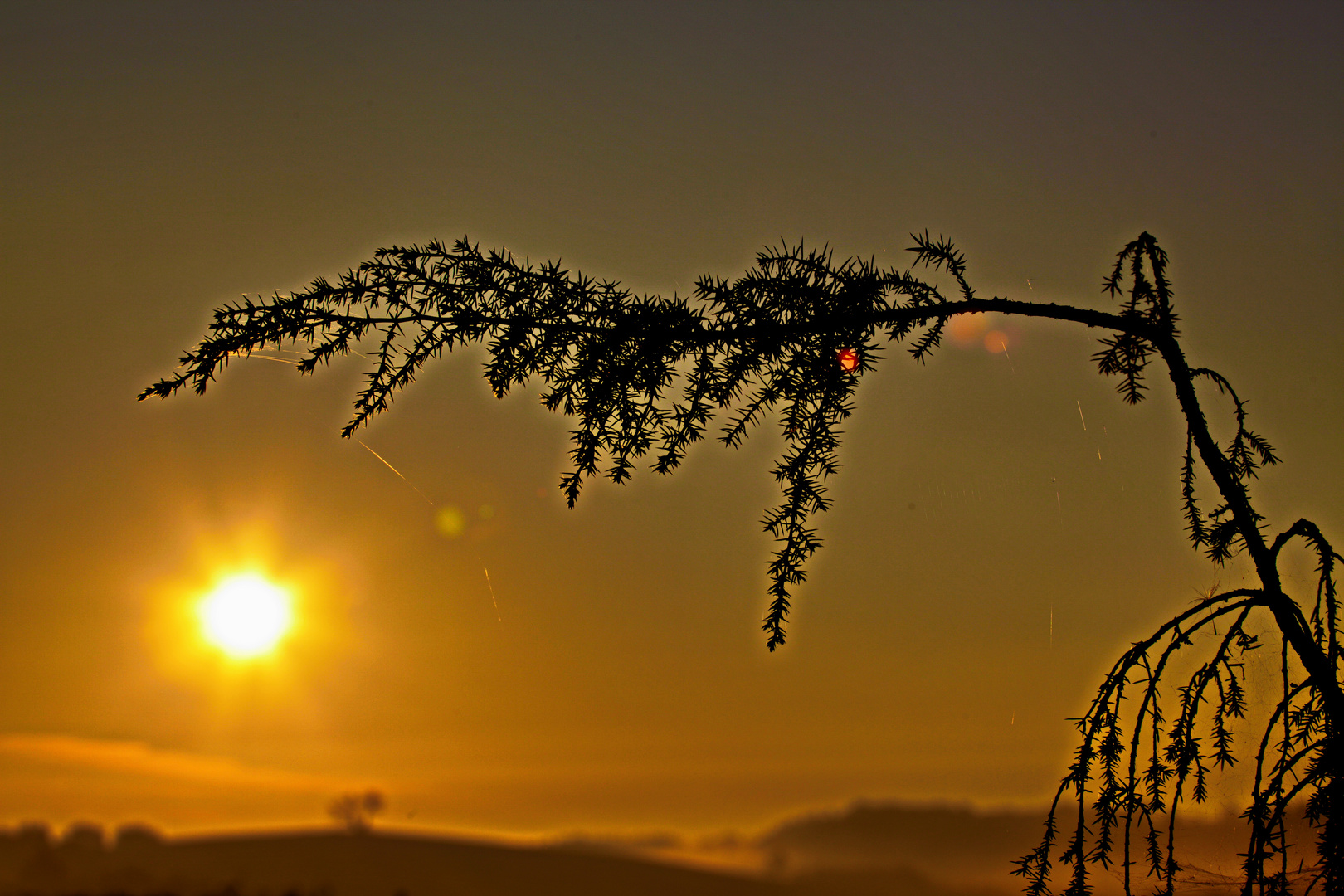 Nur ein Zweig im Sonnenaufgang