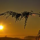 Nur ein Zweig im Sonnenaufgang