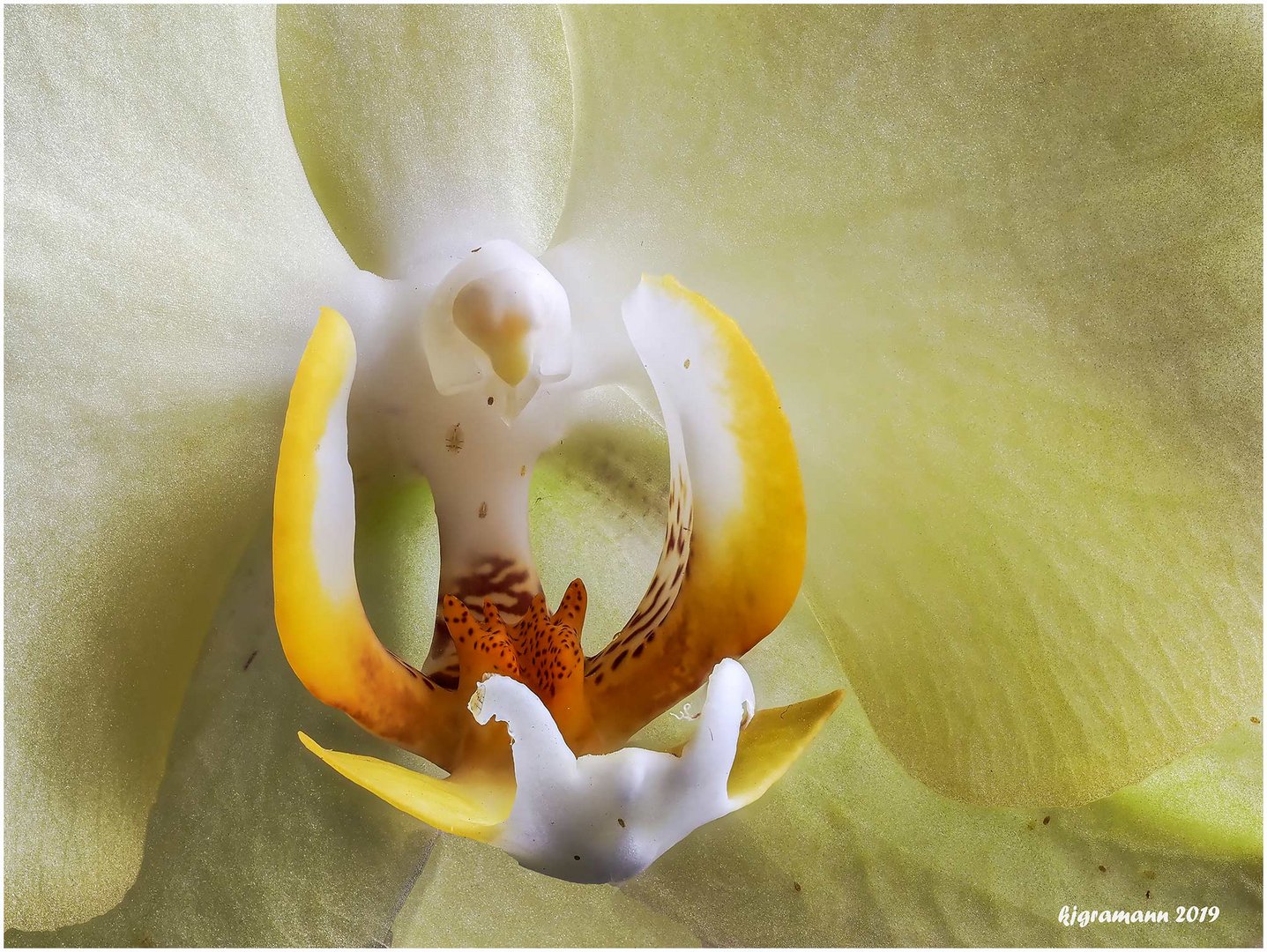 nur eine alte orchideenblüte.....