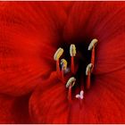 --- Nur eine Amaryllis ----