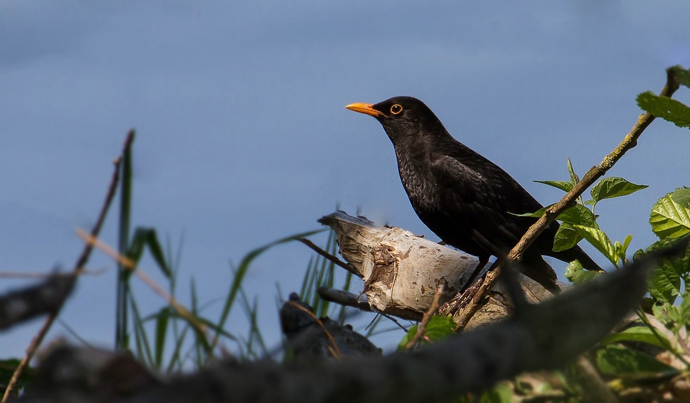 Nur eine Amsel