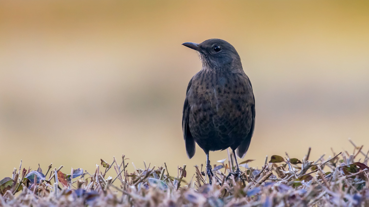 Nur eine Amsel