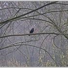 Nur eine Amsel...