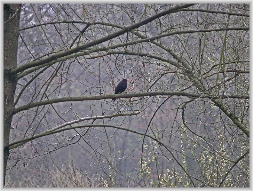 Nur eine Amsel...