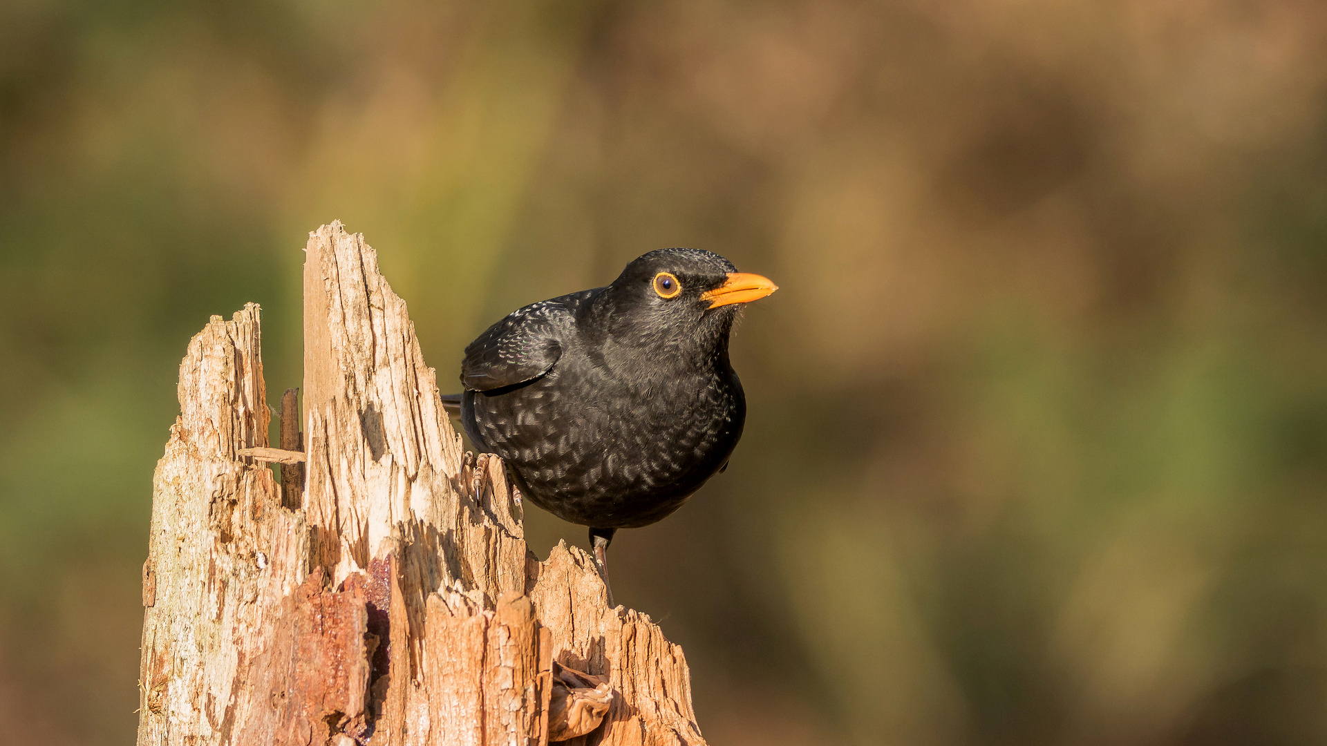 nur eine Amsel