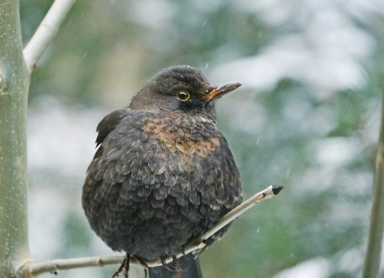 Nur eine Amsel