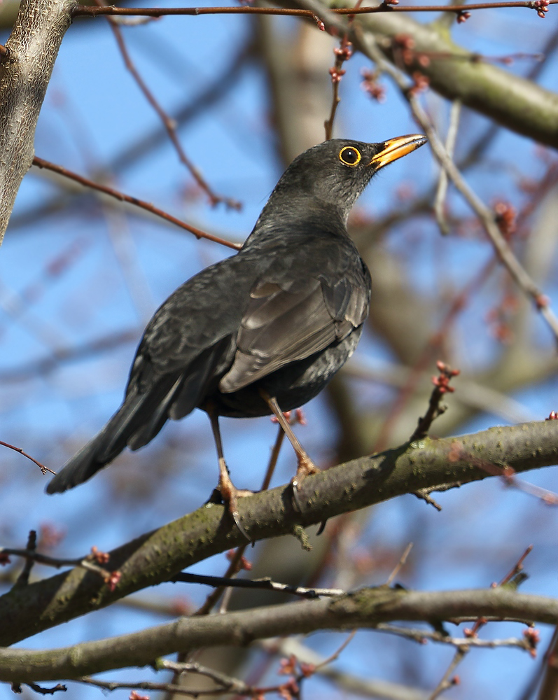 Nur eine Amsel, aber besser als NIX