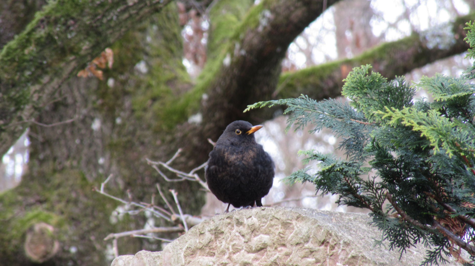 Nur eine Amsel...