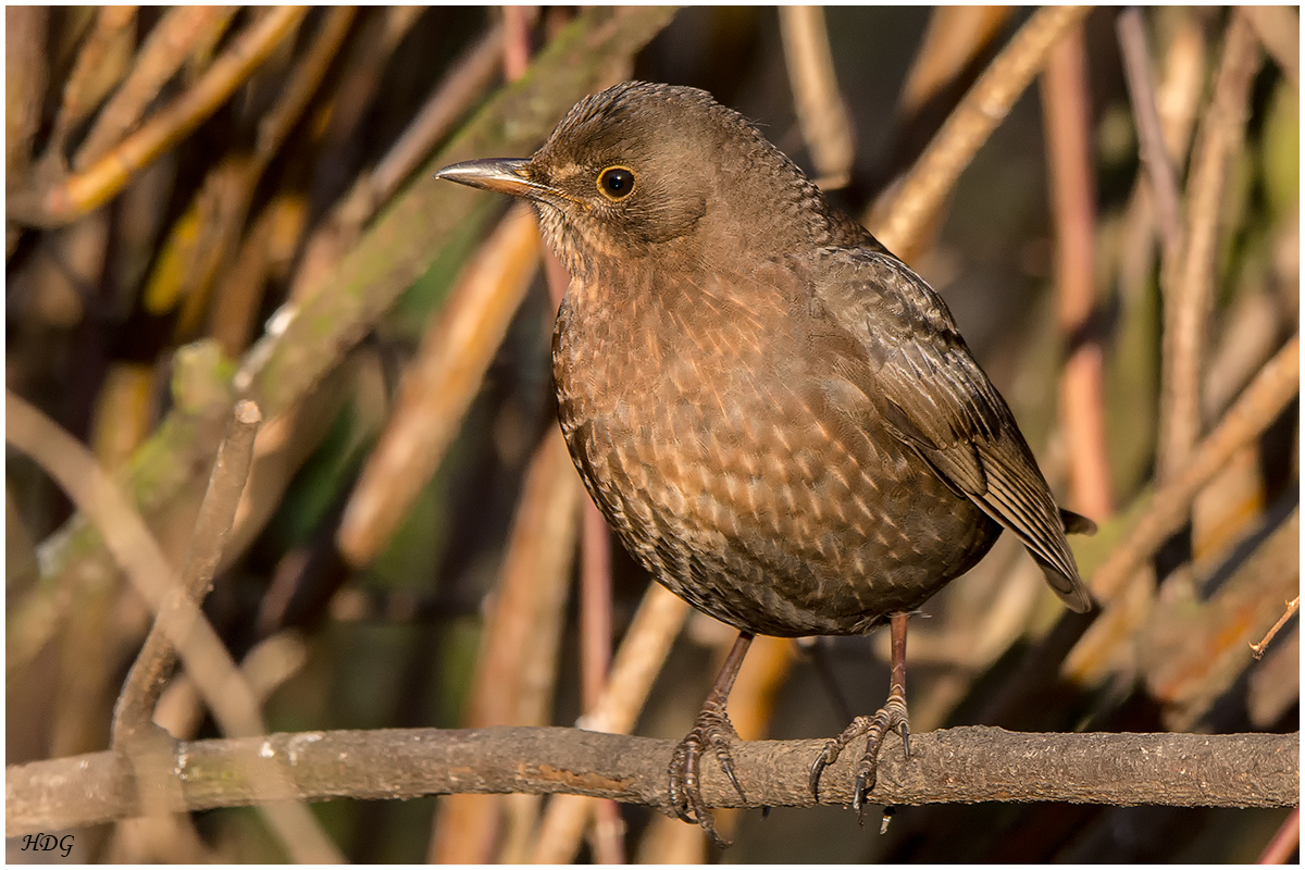 Nur eine Amsel ...