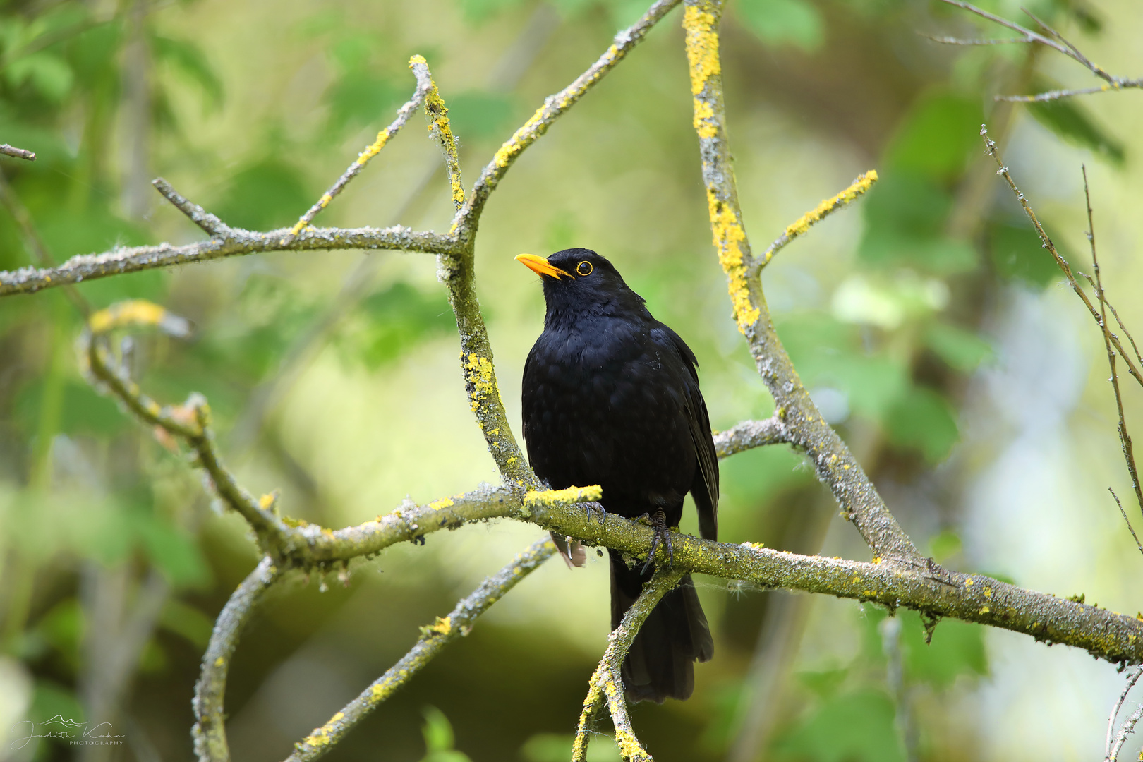 nur eine Amsel...