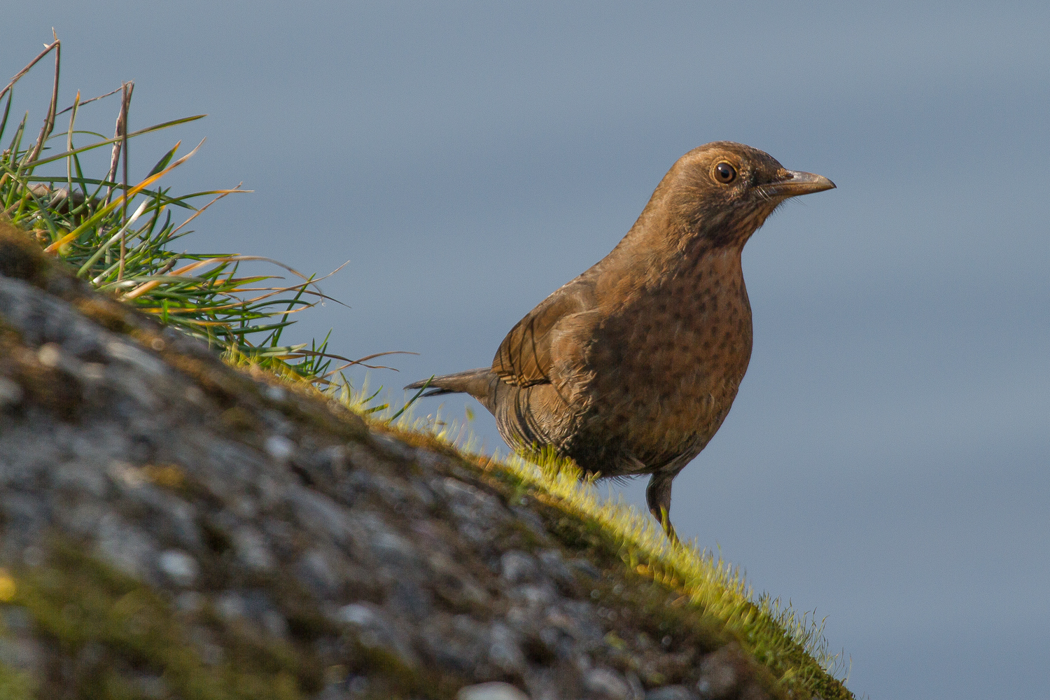 nur eine Amsel