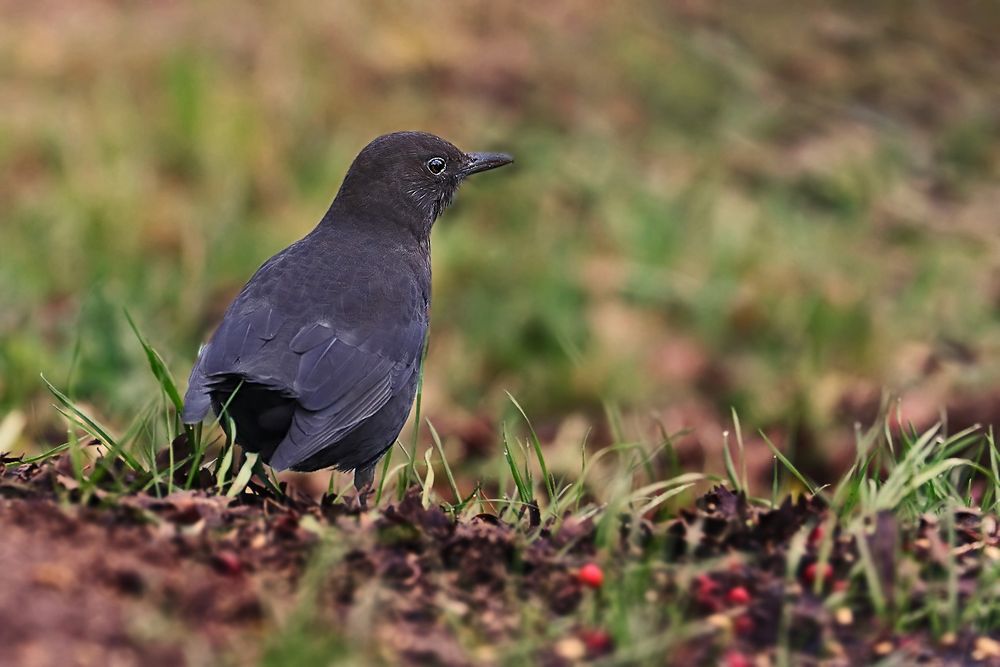 "Nur eine Amsel" - nix Besonderes