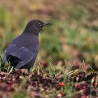 "Nur eine Amsel" - nix Besonderes