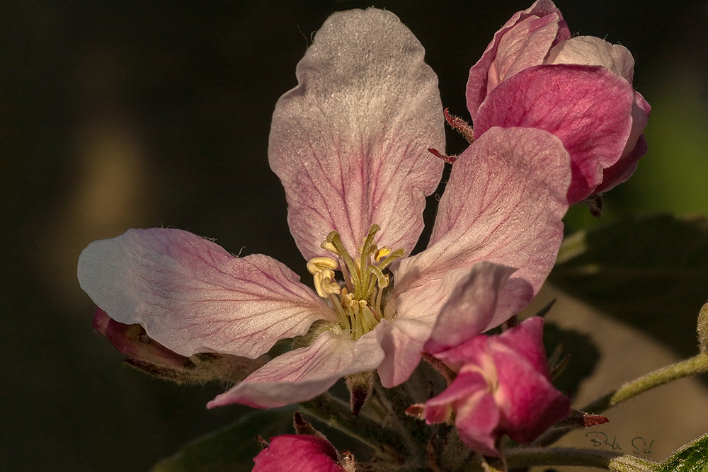 Nur eine Apfelblüte...