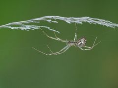 nur eine Baldachinspinne....als Seiltänzer