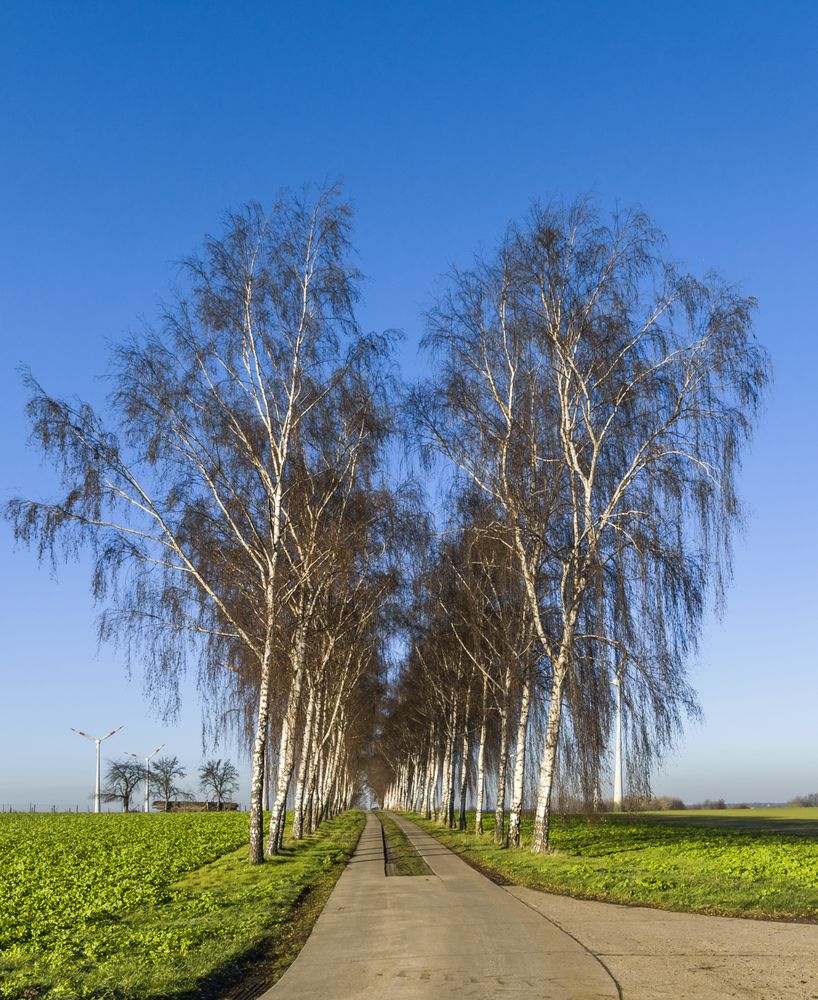 Nur eine Birkenallee