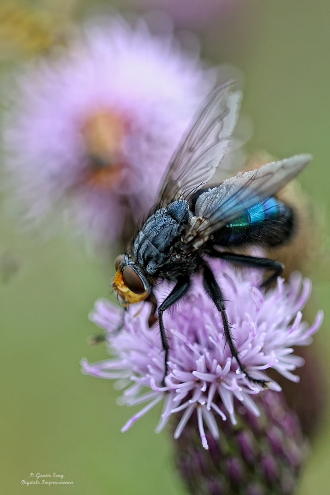 Nur eine blaue Schmeisfliege