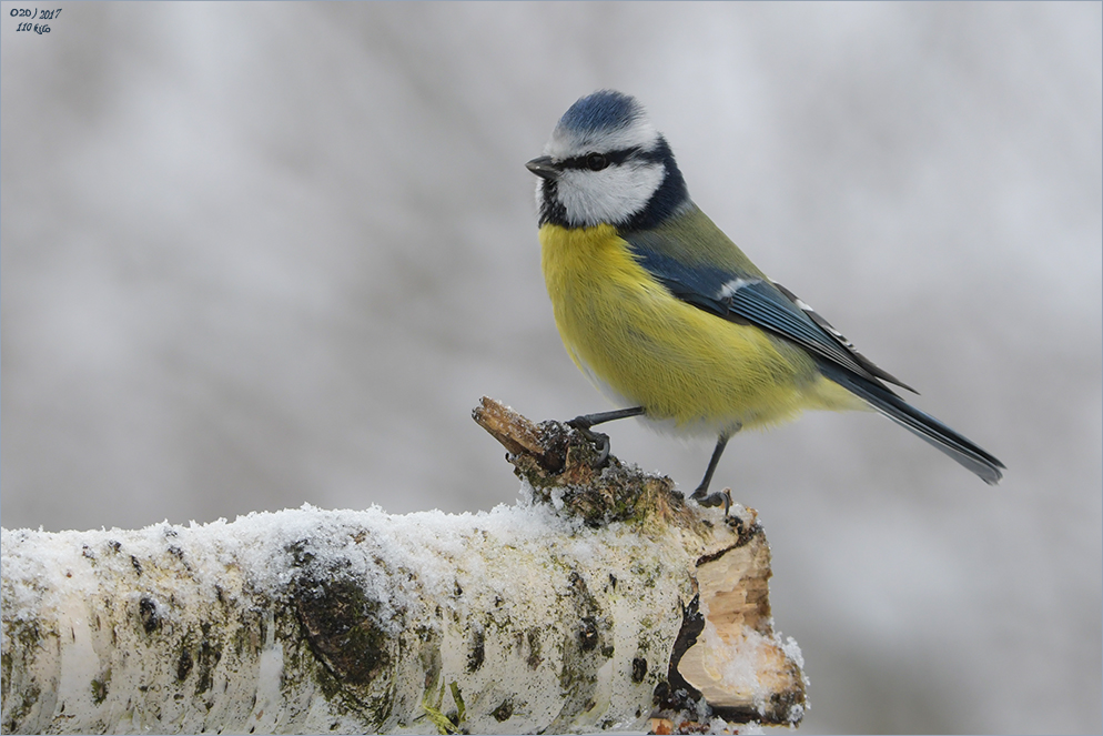 nur eine Blaumeise 