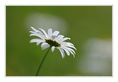 nur eine Blüte