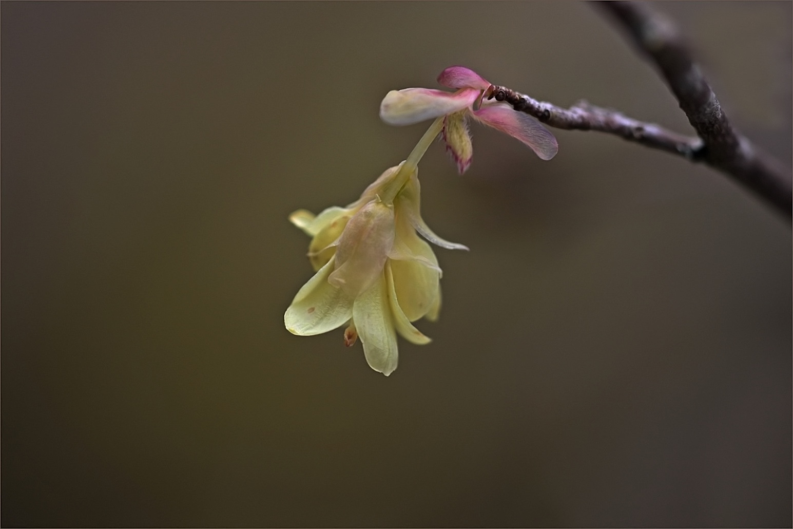 nur eine Blüte