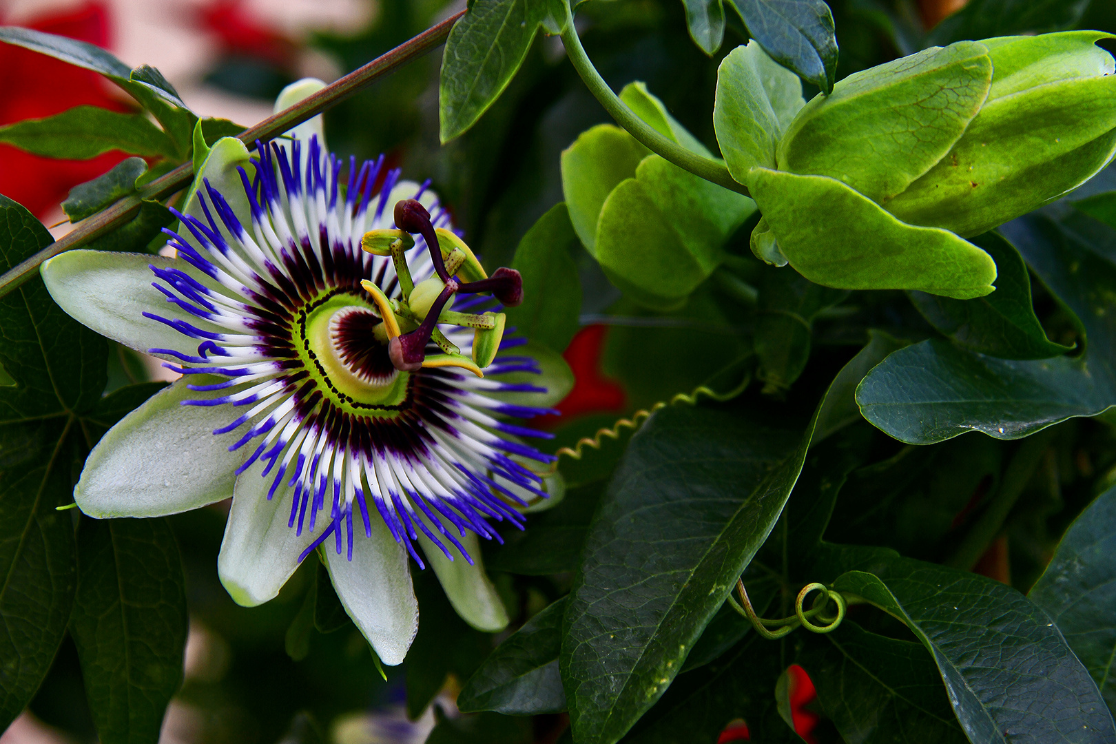 Nur eine Blüte...