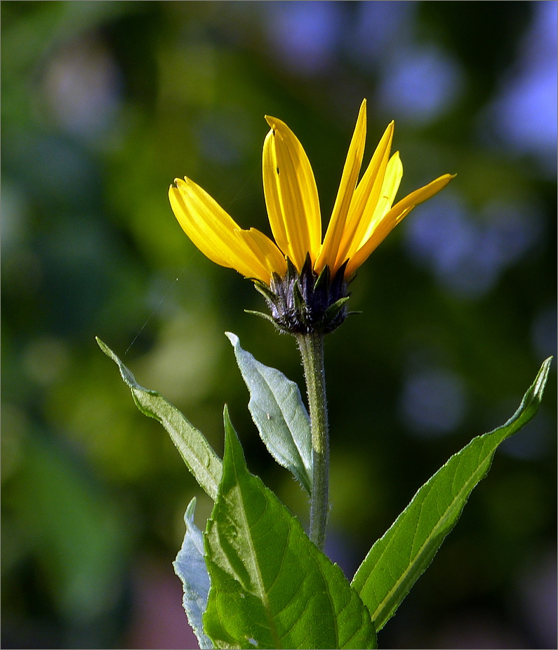 Nur eine Blüte