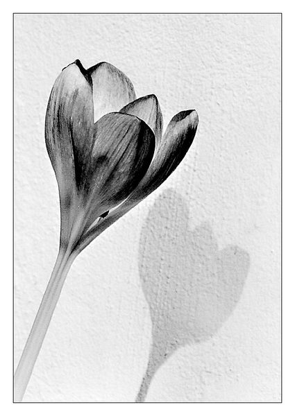 nur eine Blume mit Schatten